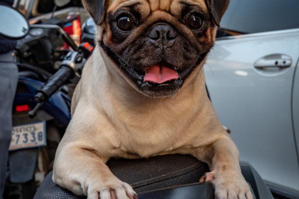 Dog on a motorbike